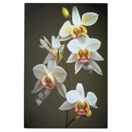 Impresión En Metal Dendroium Orchids