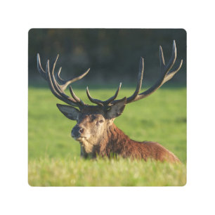 Impresión En Metal Descanso En La Grasa Verde