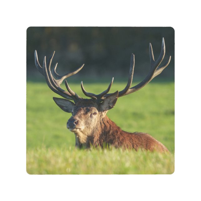 Impresión En Metal Descanso En La Grasa Verde (Anverso)