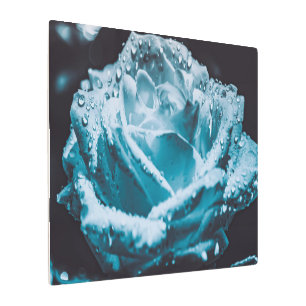 Impresión En Metal Desgloses Sobre Un Rosa De Zen Azul