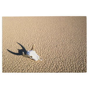 Impresión En Metal Desiertos Calavera de vaca en la tierra del desi