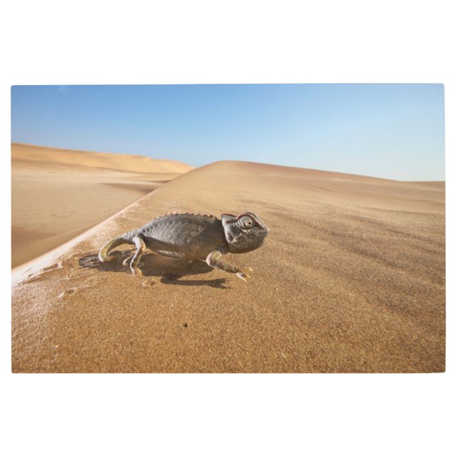 Impresión En Metal Desiertos | Namaqua Chameleon en el desierto (Anverso)