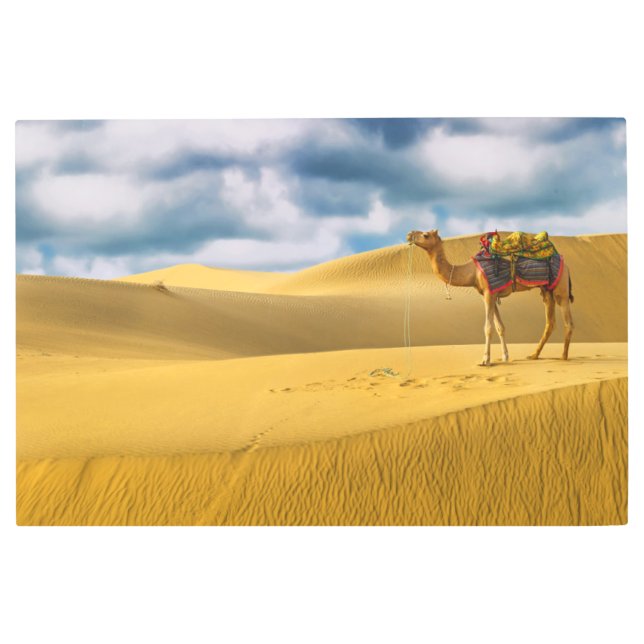 Impresión En Metal Desiertos | Thar Desert Rajasthan Camello India (Anverso)