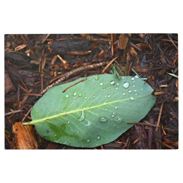 Impresión En Metal Dew Dappling Leaf (Anverso)
