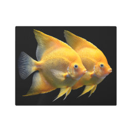 Impresión En Metal Discus Fish