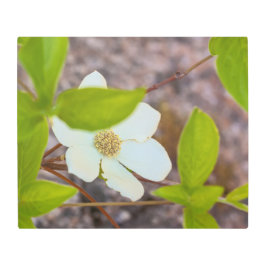 Impresión En Metal Dogwood