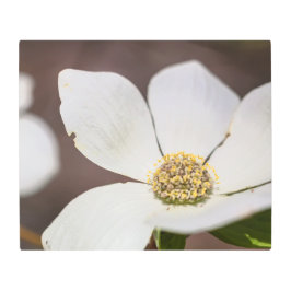 Impresión En Metal Dogwood