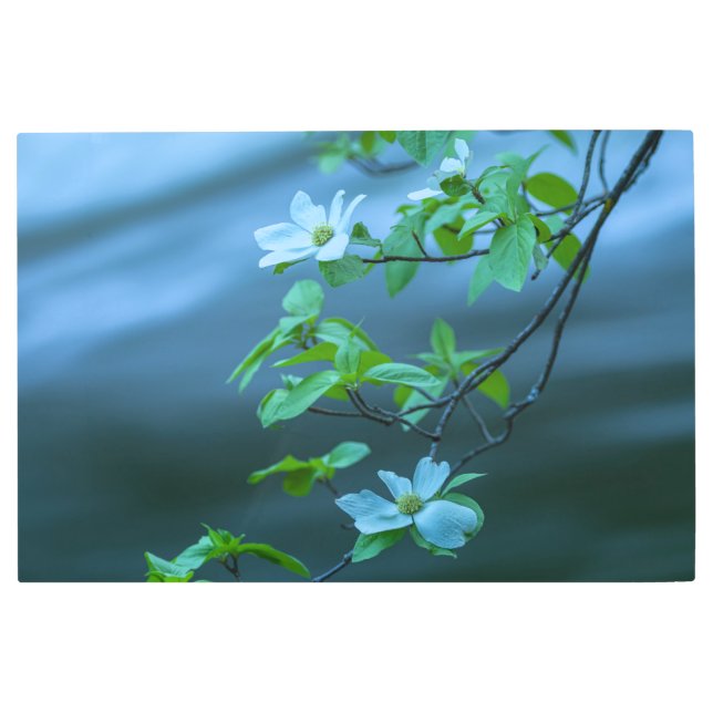 Impresión En Metal Dogwood del Pacífico (Anverso)