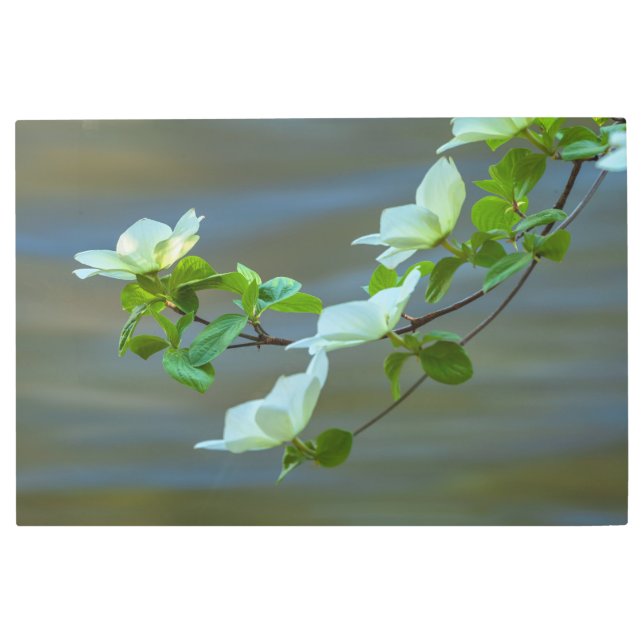 Impresión En Metal Dogwoods Pacífico (Anverso)