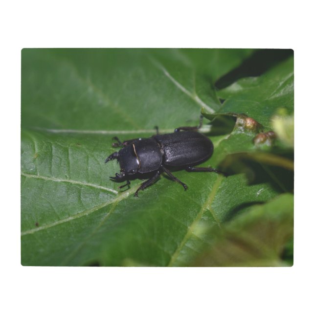 Impresión En Metal Dorcus parallelipipedus , el escarabajo de menor t (Anverso)