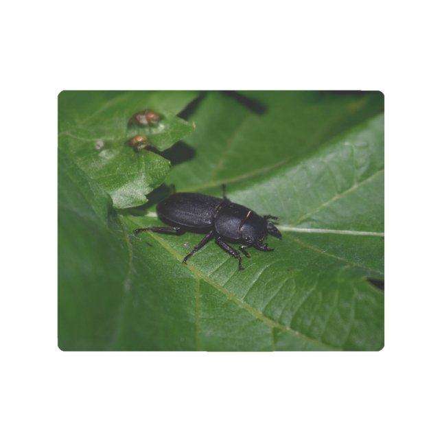 Impresión En Metal Dorcus parallelipipedus , el escarabajo de menor t (Anverso)