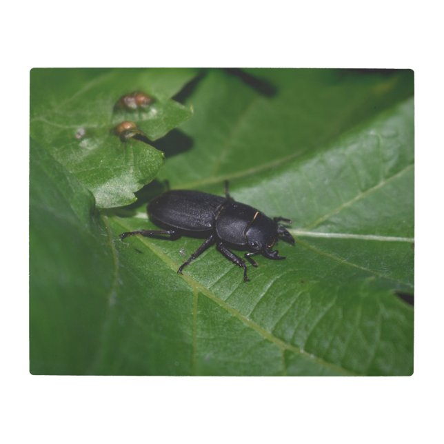 Impresión En Metal Dorcus parallelipipedus , el escarabajo de menor t (Anverso)