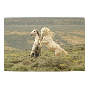 Impresión En Metal Dos Stallions salvajes luchan