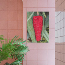 Dragon Lily Red Seed Head