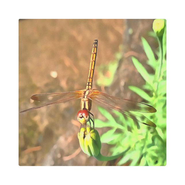 Impresión En Metal Dragonfly artístico descansando sobre la cabeza de (Anverso)