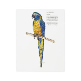 Impresión En Metal Dramática acuarela en peligro de extinción