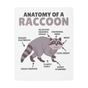 Impresión En Metal Dulce Anatomía De Explicación De Racco De Un Racco