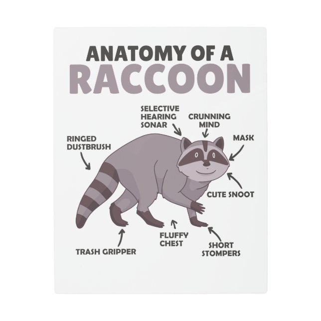 Impresión En Metal Dulce Anatomía De Explicación De Racco De Un Racco (Anverso)