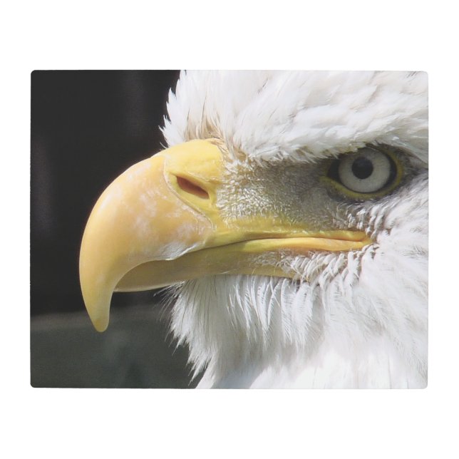 IMPRESIÓN EN METAL EAGLE BIRD OF PREY  (Anverso)