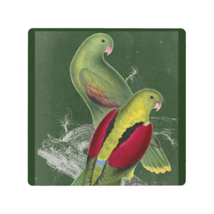 Impresión En Metal Edward Lear Bird Crimson Winged Parakeet