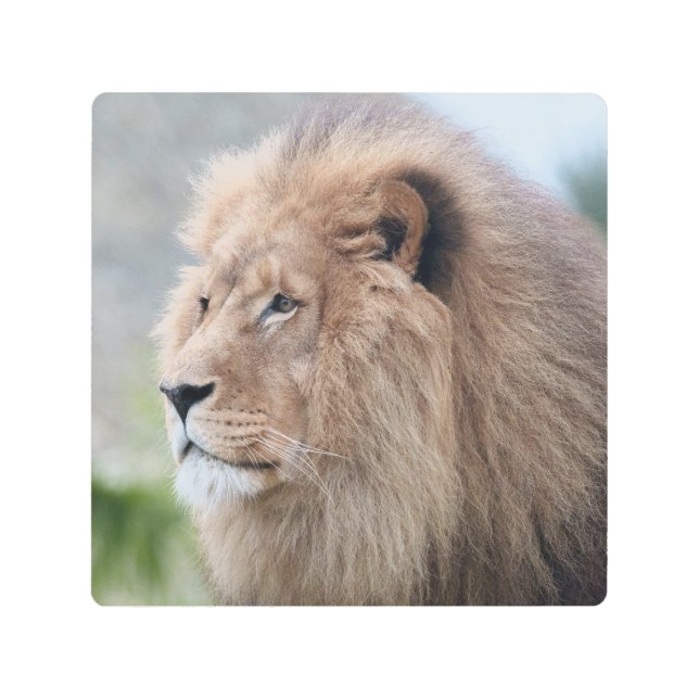 Impresión En Metal El abrazo del león (Anverso)