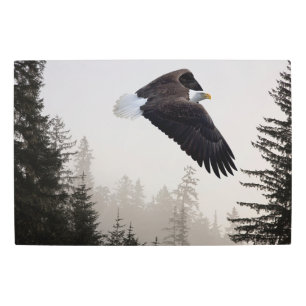 Impresión En Metal El águila calva se eleva a través de la niebla