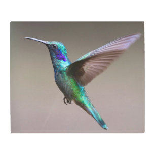 Impresión En Metal El colibrí en vuelo