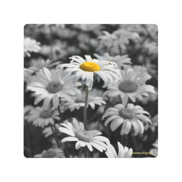 Impresión En Metal El destaque