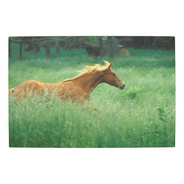 Impresión En Metal El joven Stallion corre por el prado (Anverso)