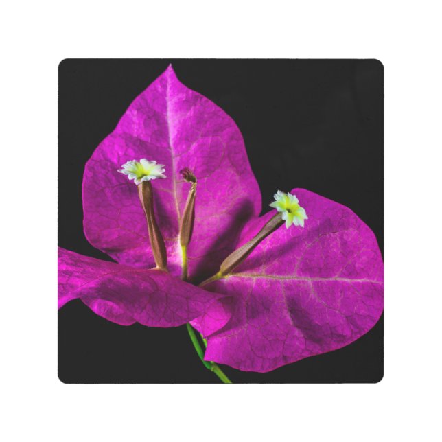Impresión En Metal Elegante Purple Bougainvillea (Anverso)