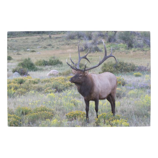 Impresión En Metal Elk americano | Parque nacional Rocky, Colorado (Anverso)