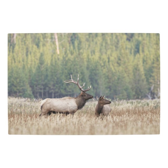 Impresión En Metal Elk de toro en Meadow | Parque nacional Yellowston (Anverso)