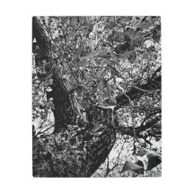 Encuéntrame en los árboles