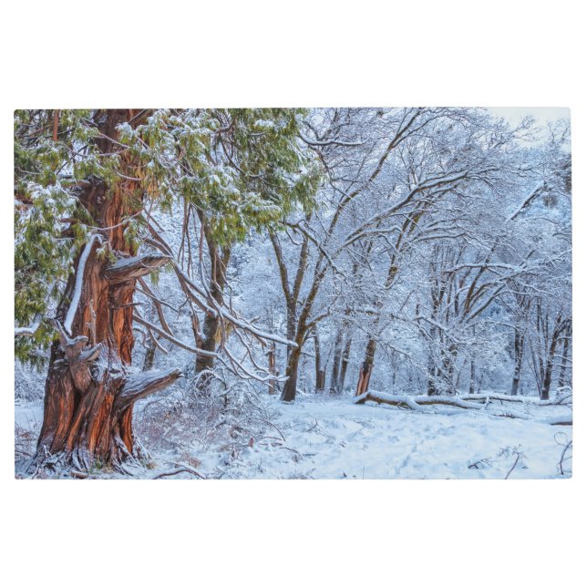 Impresión En Metal Escenario del bosque de invierno (Anverso)