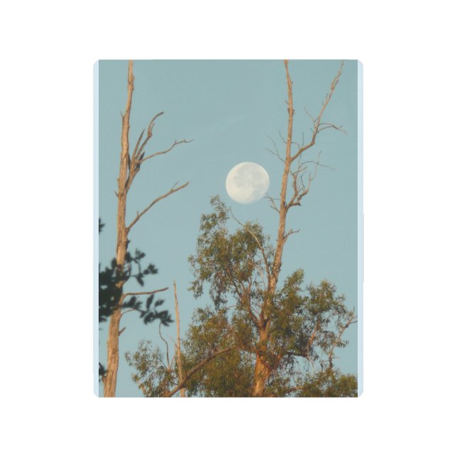 Impresión En Metal Eucalipto con luna llena en los Mil robles P (Anverso)