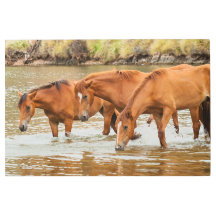 Familia de caballos marrones en el río
