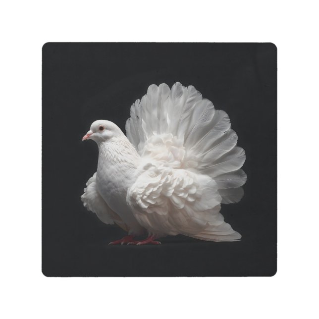 Impresión En Metal Fantail Pigeon (Anverso)