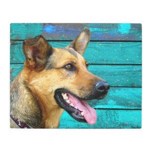 Impresión En Metal Feliz perro pastor alemán Verde azulado