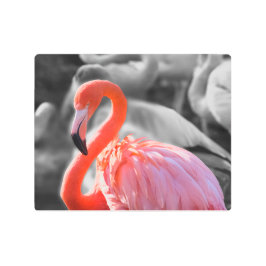 Impresión En Metal Flamingo Bird Photography