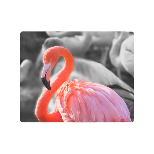 Impresión En Metal Flamingo Bird Photography (Anverso)