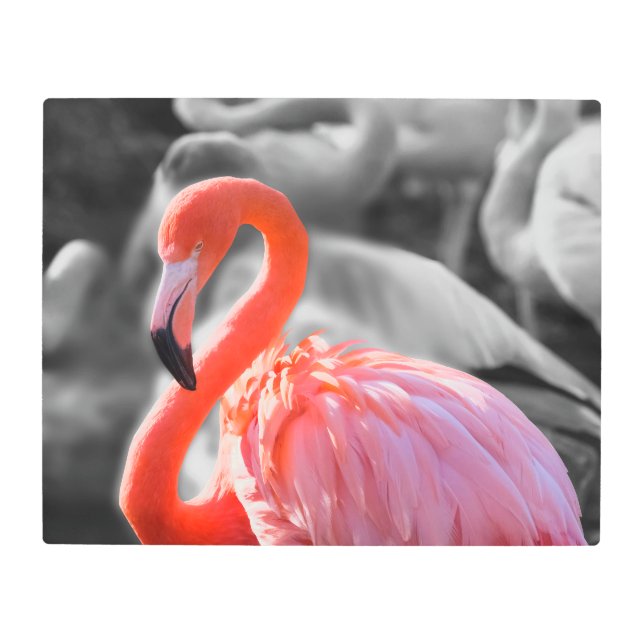 Impresión En Metal Flamingo Bird Photography (Anverso)