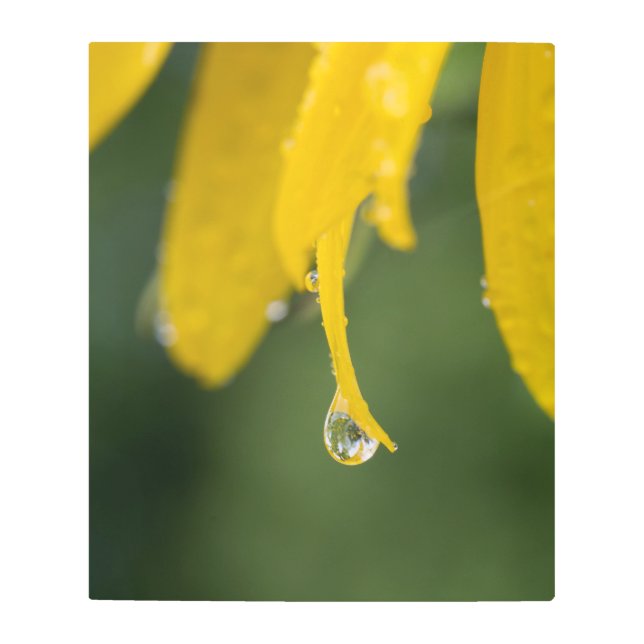 Impresión En Metal Flor amarillo brillante cubierta de gotitas de agu (Anverso)