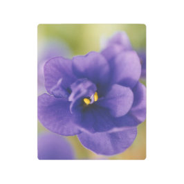 Impresión En Metal Flor azul floreciente de violeta Saintpaulia Zoome