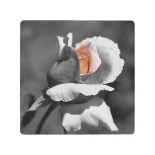 Impresión En Metal Flor De Color Parcial Peach Rosebud