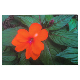 Impresión En Metal Flor de impaciencia naranja
