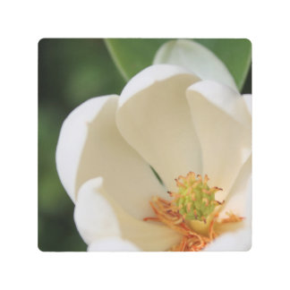 Impresión En Metal flor de magnolia blanca -