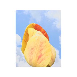 Impresión En Metal Flor De Tulipán Amarillo En Cielo Azul