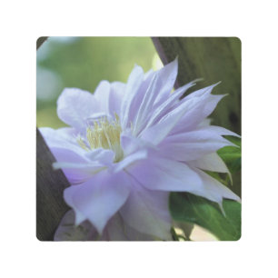 Impresión En Metal Flor Lavender Clematis En Trellis