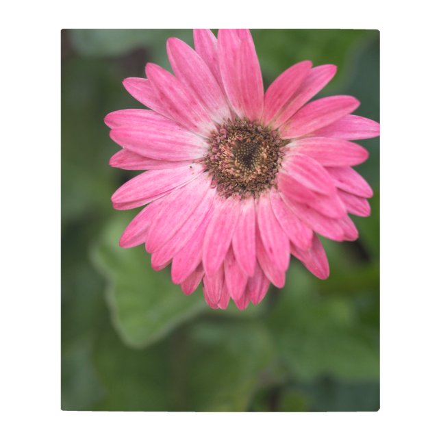 Impresión En Metal Flor rosa sobre fondo verde (Anverso)