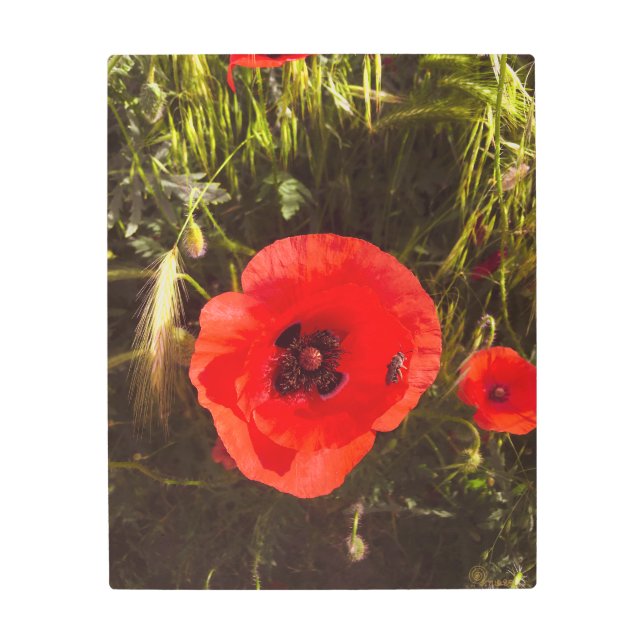 Impresión En Metal Floral Poppy Dreamer – Botanical Fantasy Art  (Anverso)